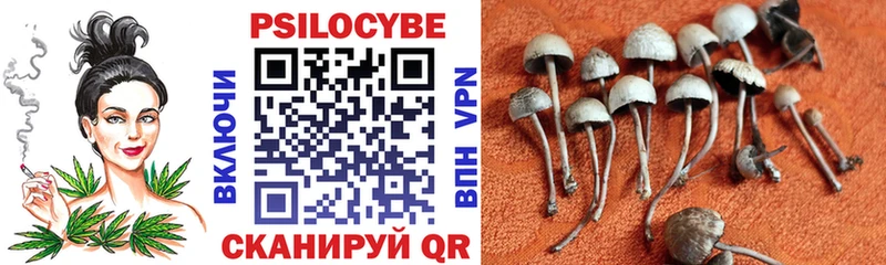Псилоцибиновые грибы Psilocybine cubensis  Купить где  Арамиль 